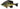 Savage Gear Pulse Tail Bluegill LB Swimbait
