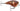 Rapala Balsa Xtreme (BX) Brat Squarebill