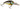 Storm Wiggle Wart MadFlash Crankbait